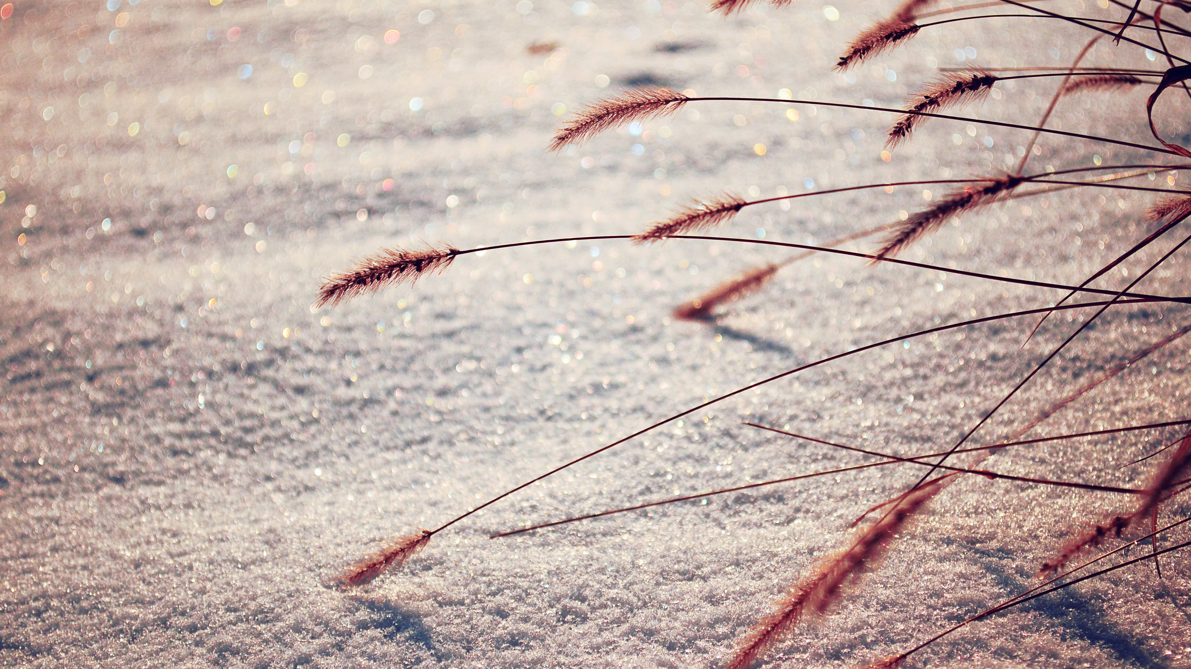 nature, Macro, Snow, Reeds, Depth of field Wallpaper