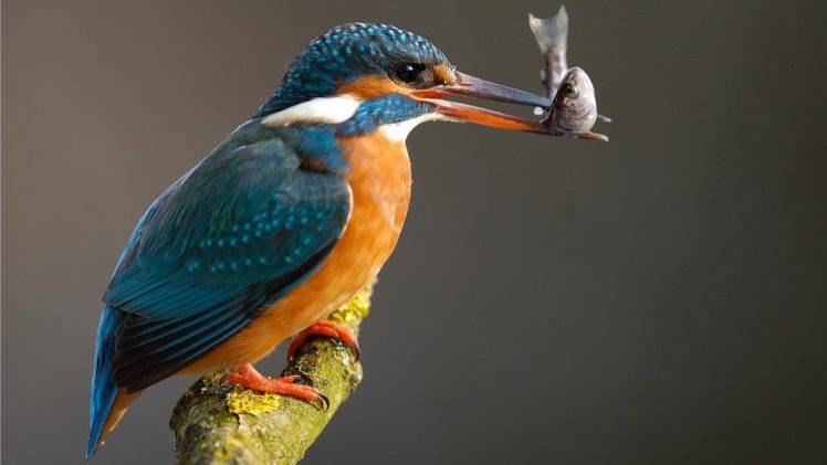 nature, Birds, Kingfisher HD Wallpaper Desktop Background