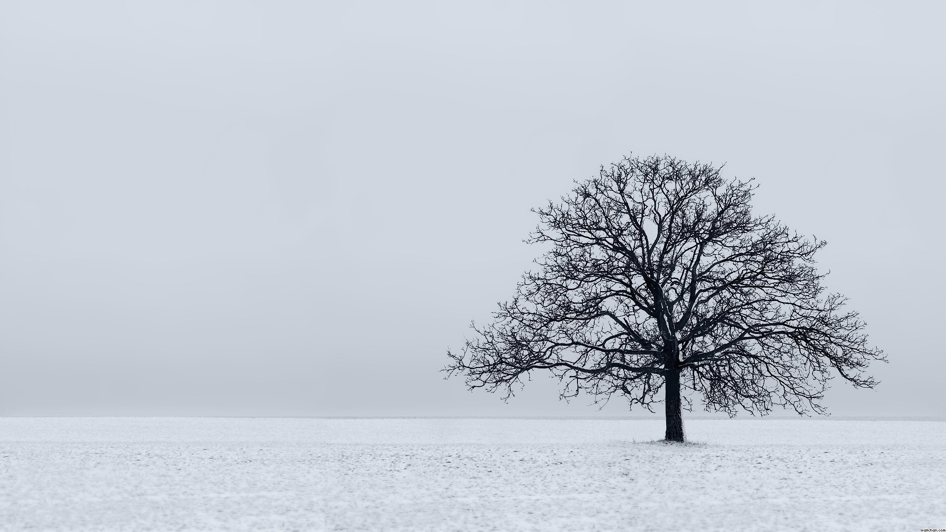 nature, Landscape, Trees Wallpaper