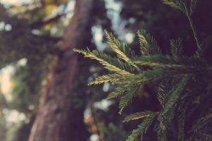 pine trees, Leaves, Colorized photos, Nature