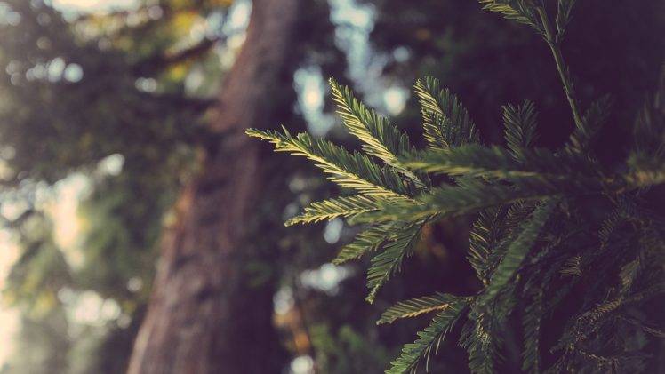 pine trees, Leaves, Colorized photos, Nature HD Wallpaper Desktop Background