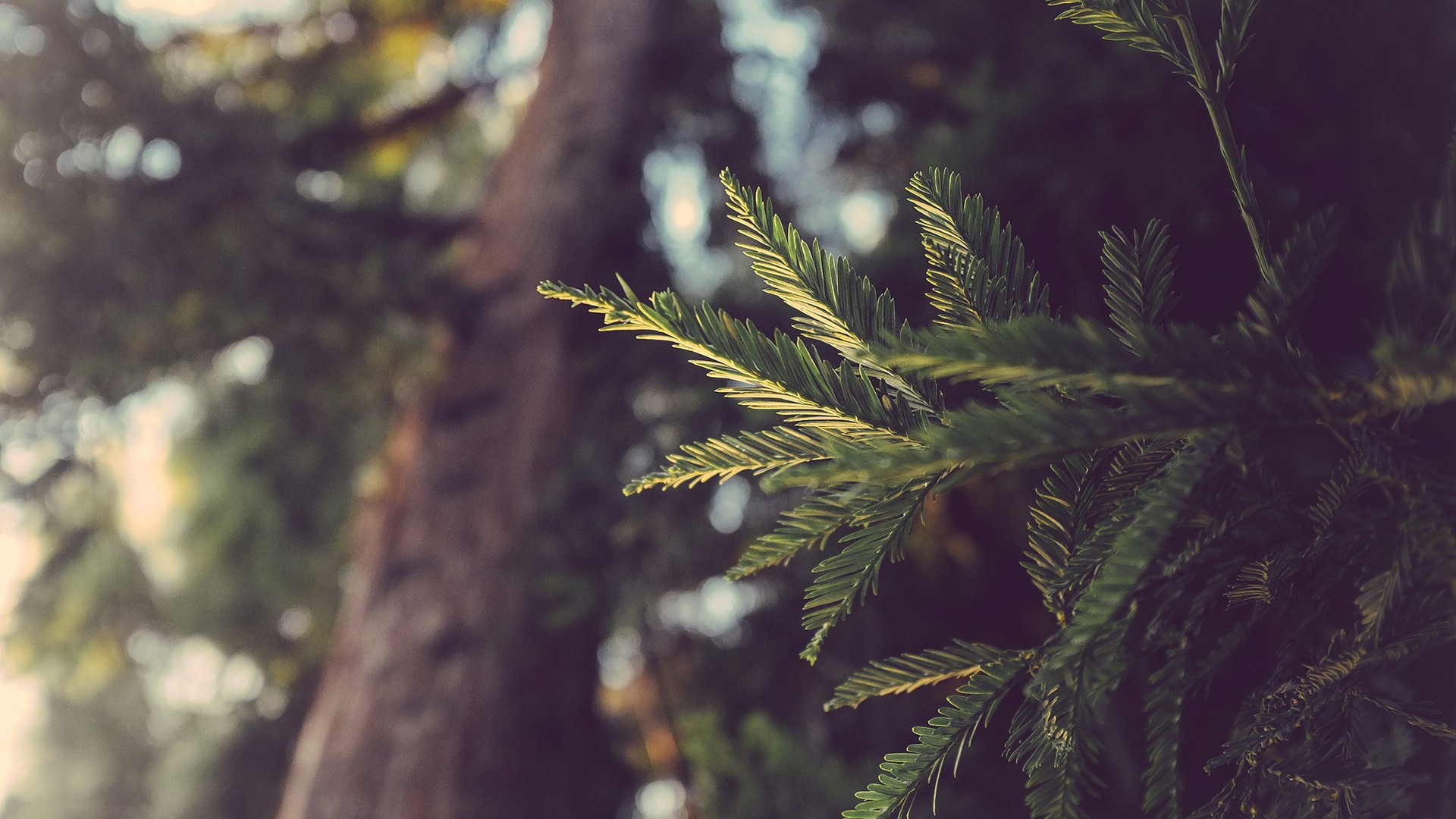 pine trees, Leaves, Colorized photos, Nature Wallpaper