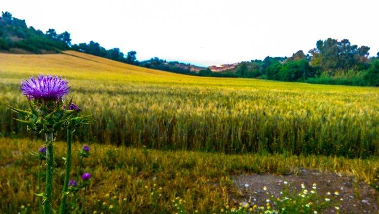 nature, Flowers, Green, Corn, Plants, Adana, Turkey, Spring, Summer HD Wallpaper Desktop Background