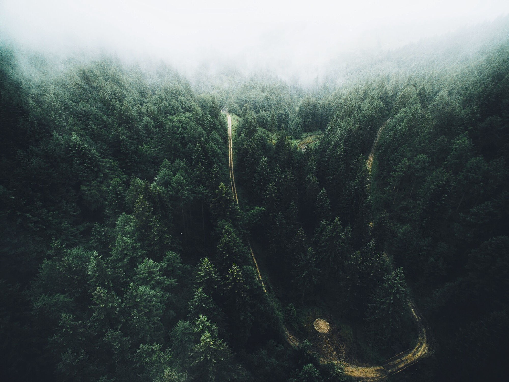 trees, Aerial view, Forest, Road Wallpaper