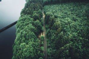 trees, Aerial view, Forest, Road