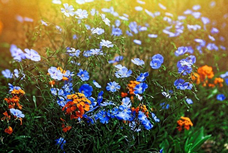 plants, Flowers, Grass, Nature HD Wallpaper Desktop Background