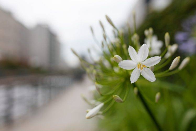 photography, Nature, White flowers, Macro, Blurred HD Wallpaper Desktop Background
