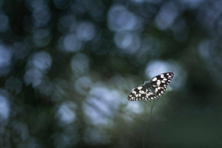 photography, Nature, Macro, Butterfly, Bokeh HD Wallpaper Desktop Background