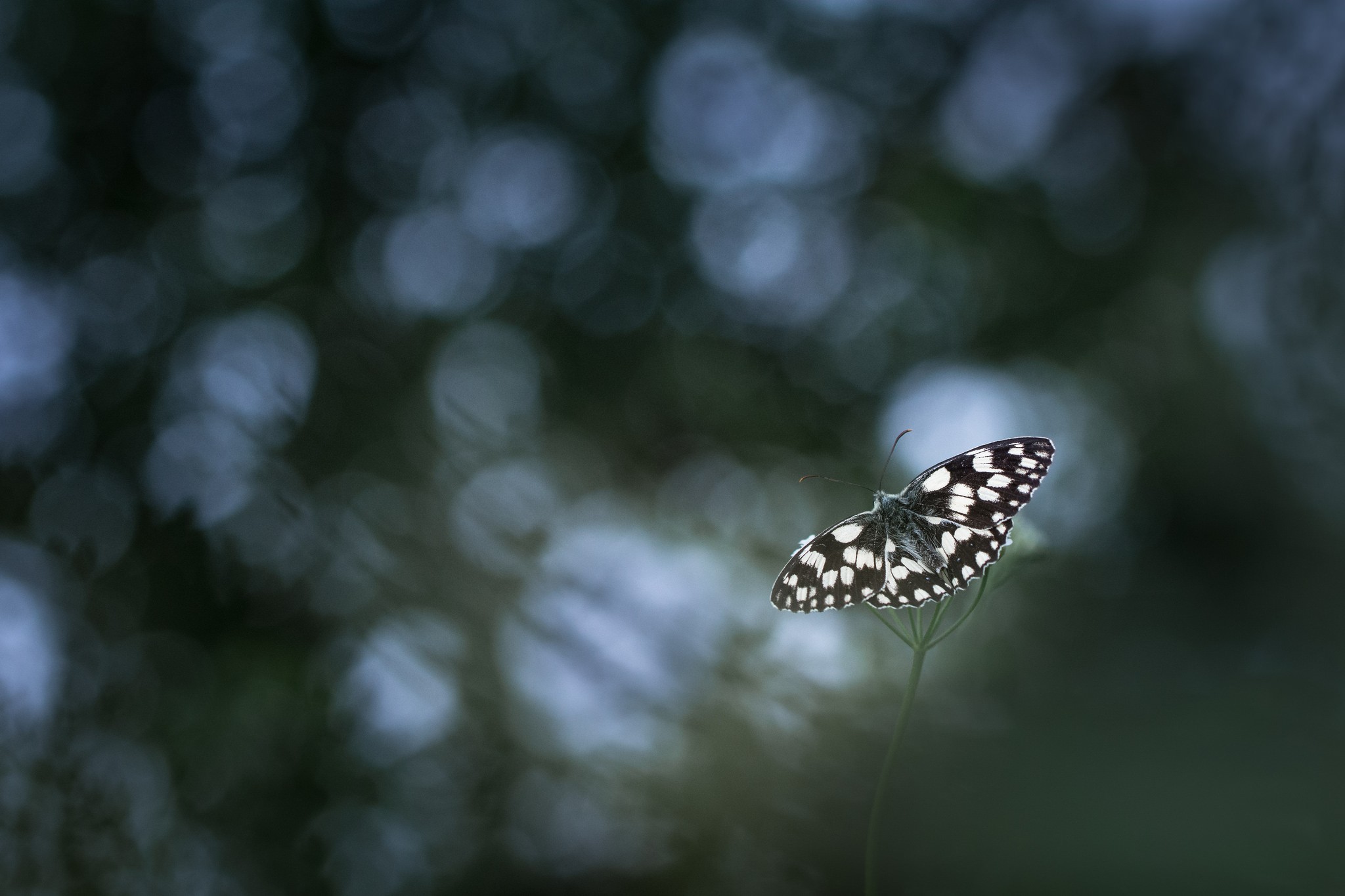 photography, Nature, Macro, Butterfly, Bokeh Wallpaper