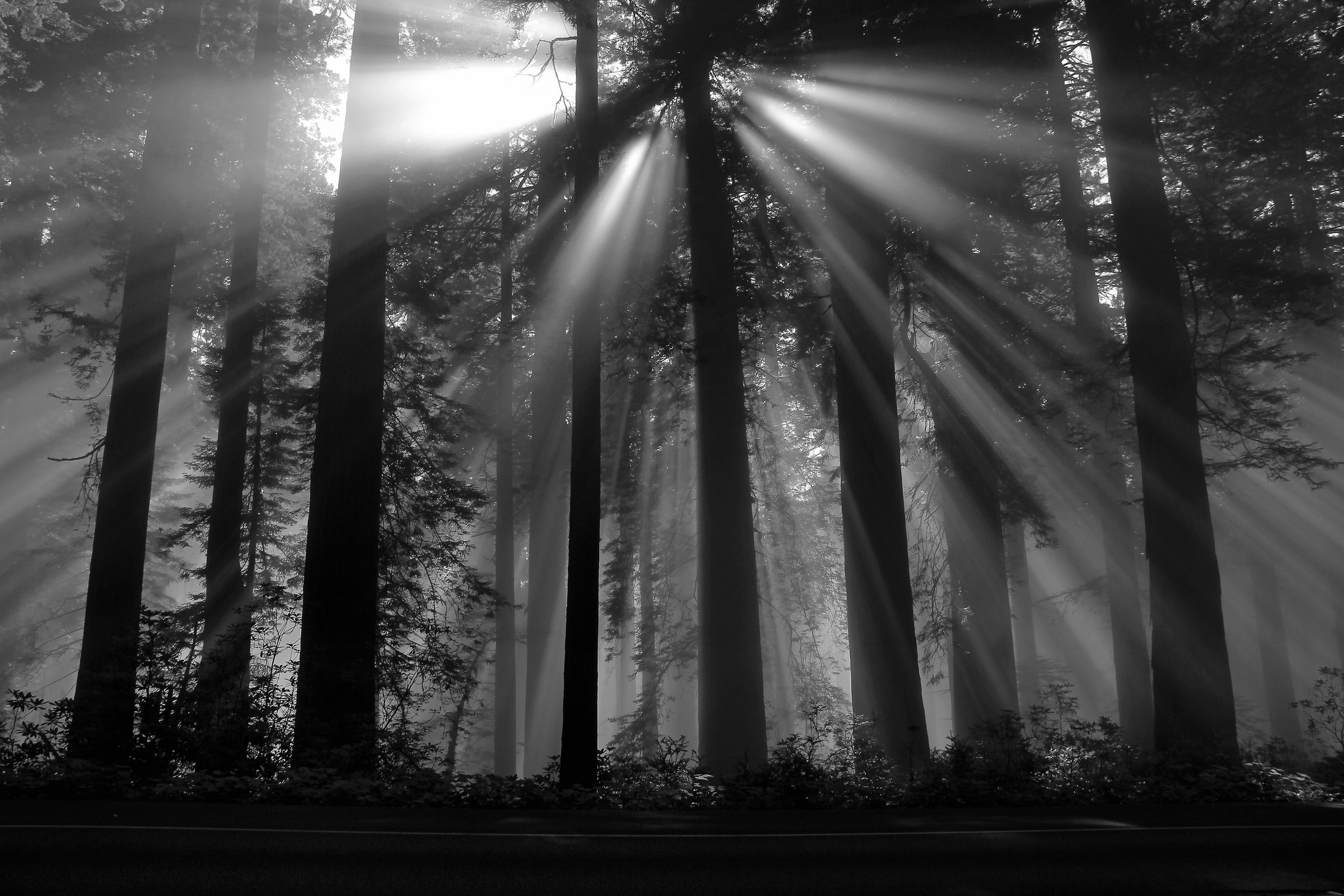 photography Nature Black forest Sun rays Dark Plants 