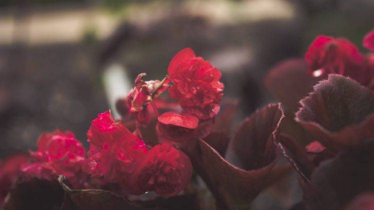 flowers, Red flowers, Macro, Depth of field, Nature HD Wallpaper Desktop Background