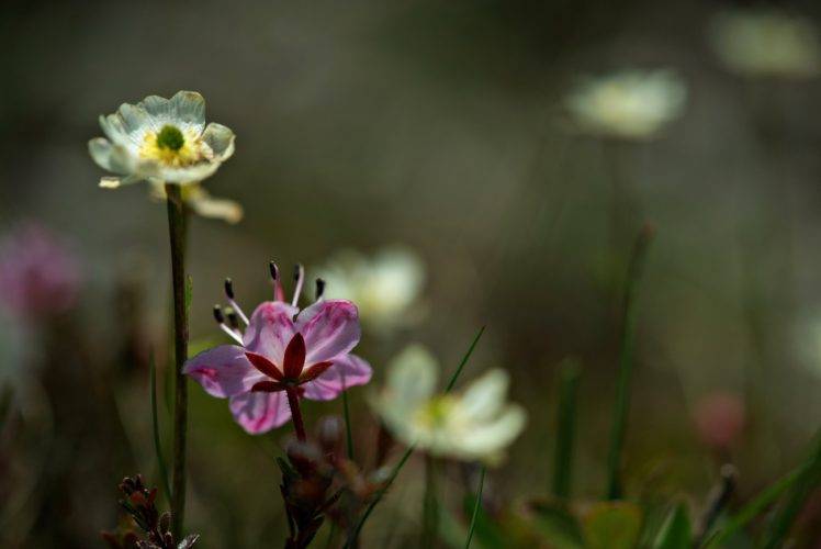 photography, Nature, Flowers, White flowers, Macro HD Wallpaper Desktop Background