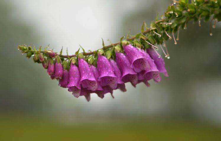 photography, Nature, Flowers, Macro, Purple flowers, Water drops, Leaves HD Wallpaper Desktop Background