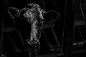 looking at viewer, Photography, Nature, Cows, Animals, Mammals, Wood, Monochrome