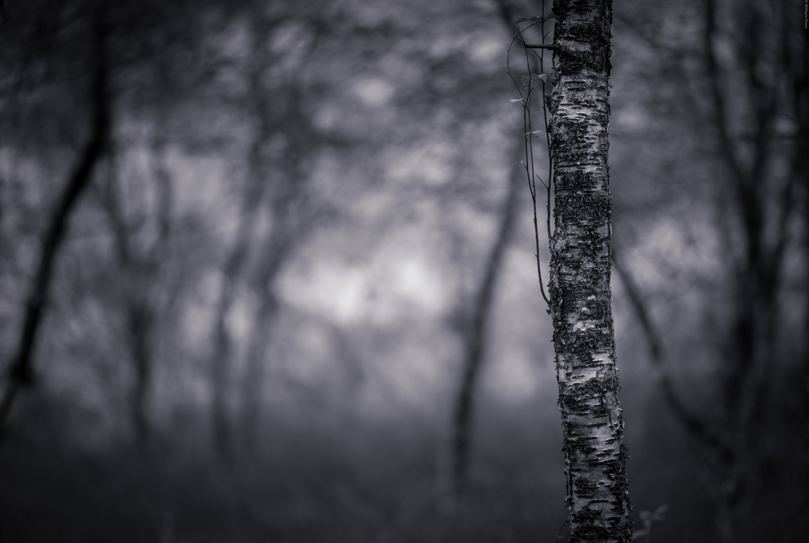 dead, Nature, Photography, Trees, Macro, Ghost Wallpaper