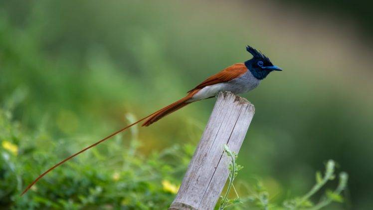 nature, Photography, Macro, Birds, Wood, Bamboo, Wildlife, Plants HD Wallpaper Desktop Background
