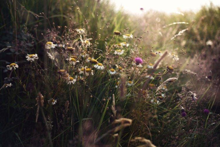 nature, Photography, Macro, Plants, Sunlight, White flowers, Flares HD Wallpaper Desktop Background