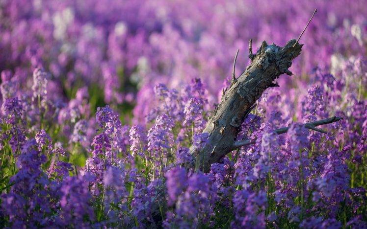flowers, Nature, Plants, Depth of field, Purple flowers HD Wallpaper Desktop Background