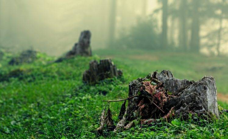 photography, Nature, Landscape, Trees, Mist, Grass, Plants, Dead trees, Leaves HD Wallpaper Desktop Background