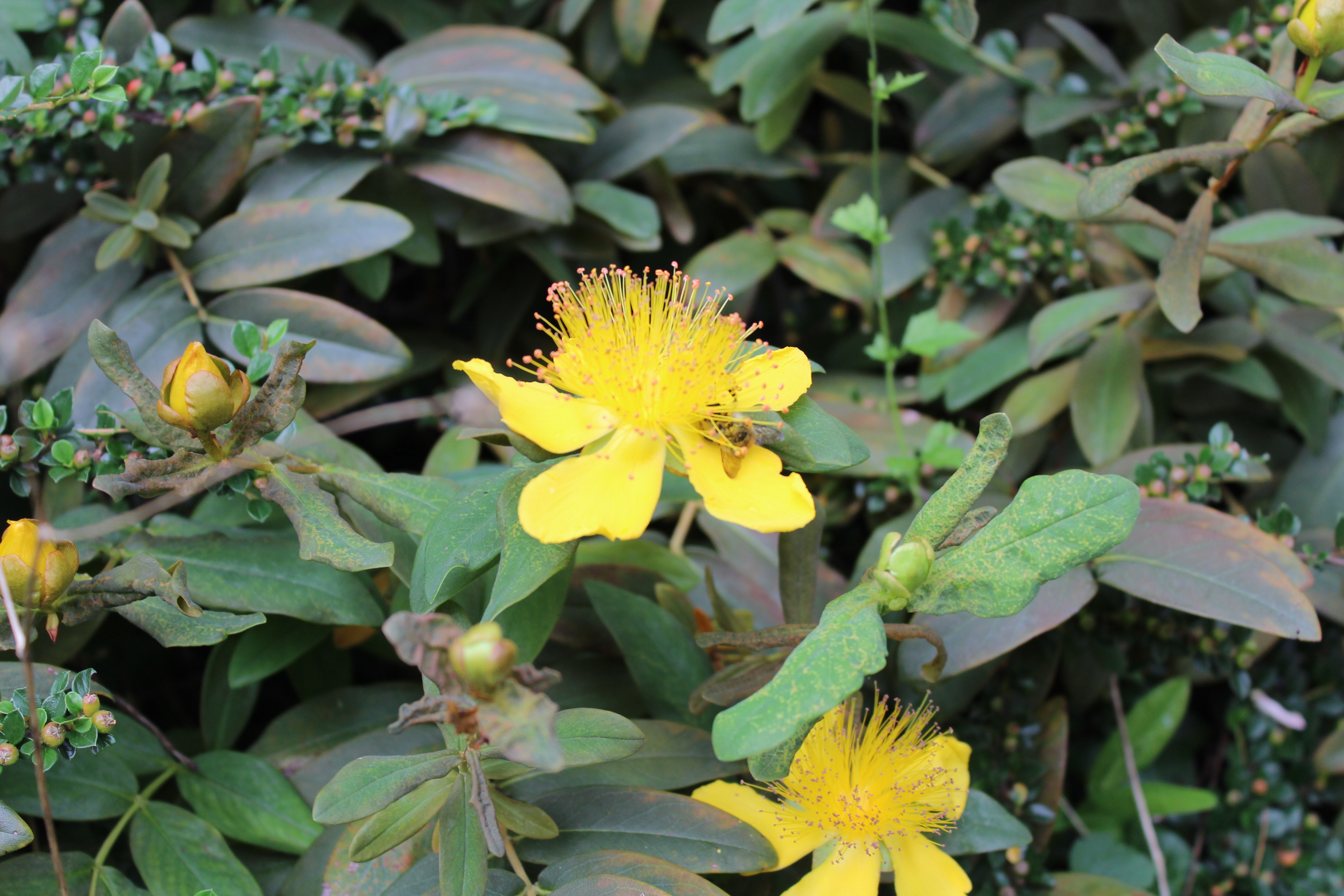 flowers, Colorful Wallpaper