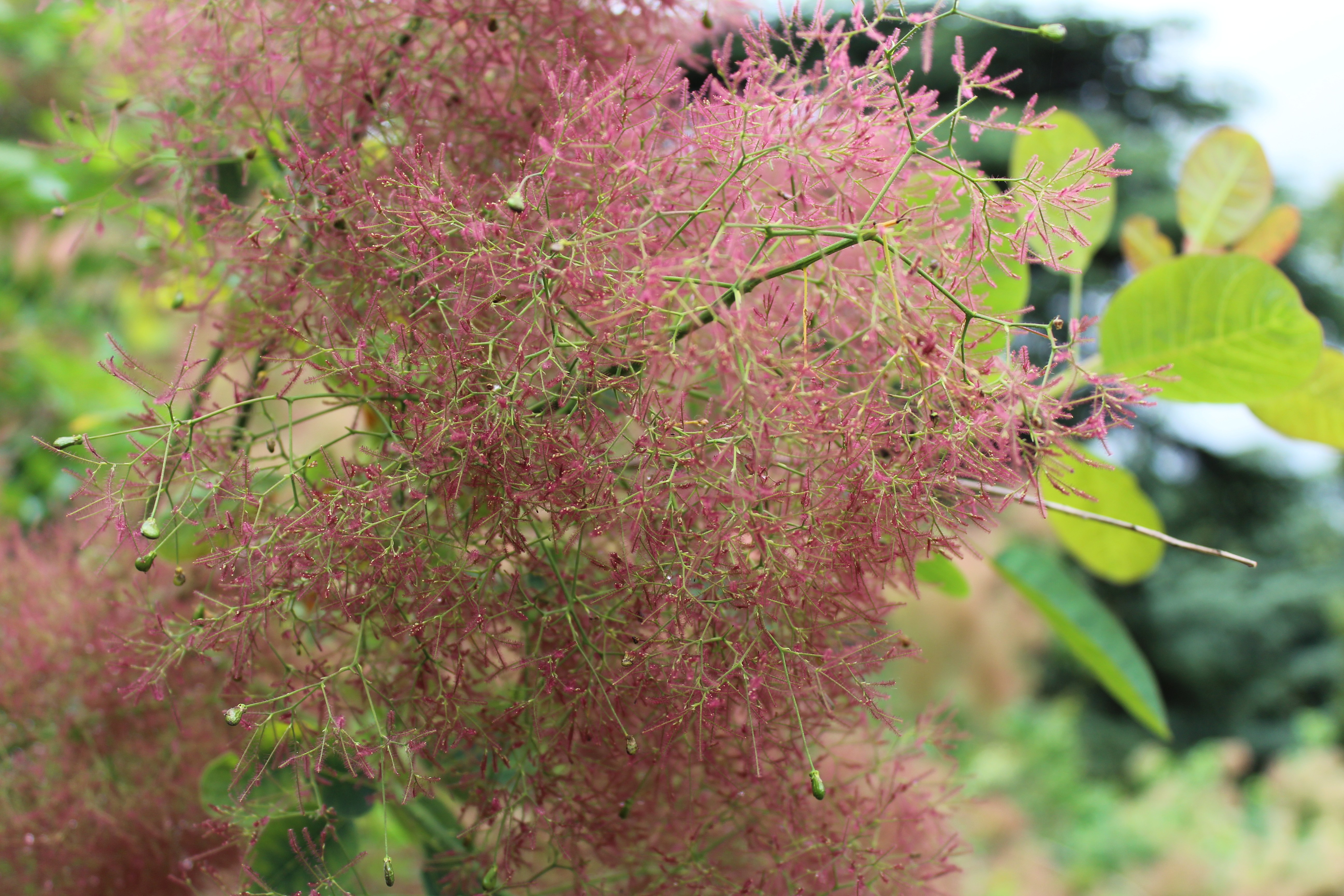 flowers, Colorful Wallpaper