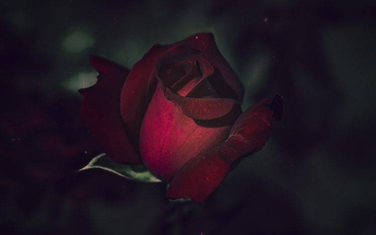 rose, Closeup, Plants, Flowers, Red HD Wallpaper Desktop Background