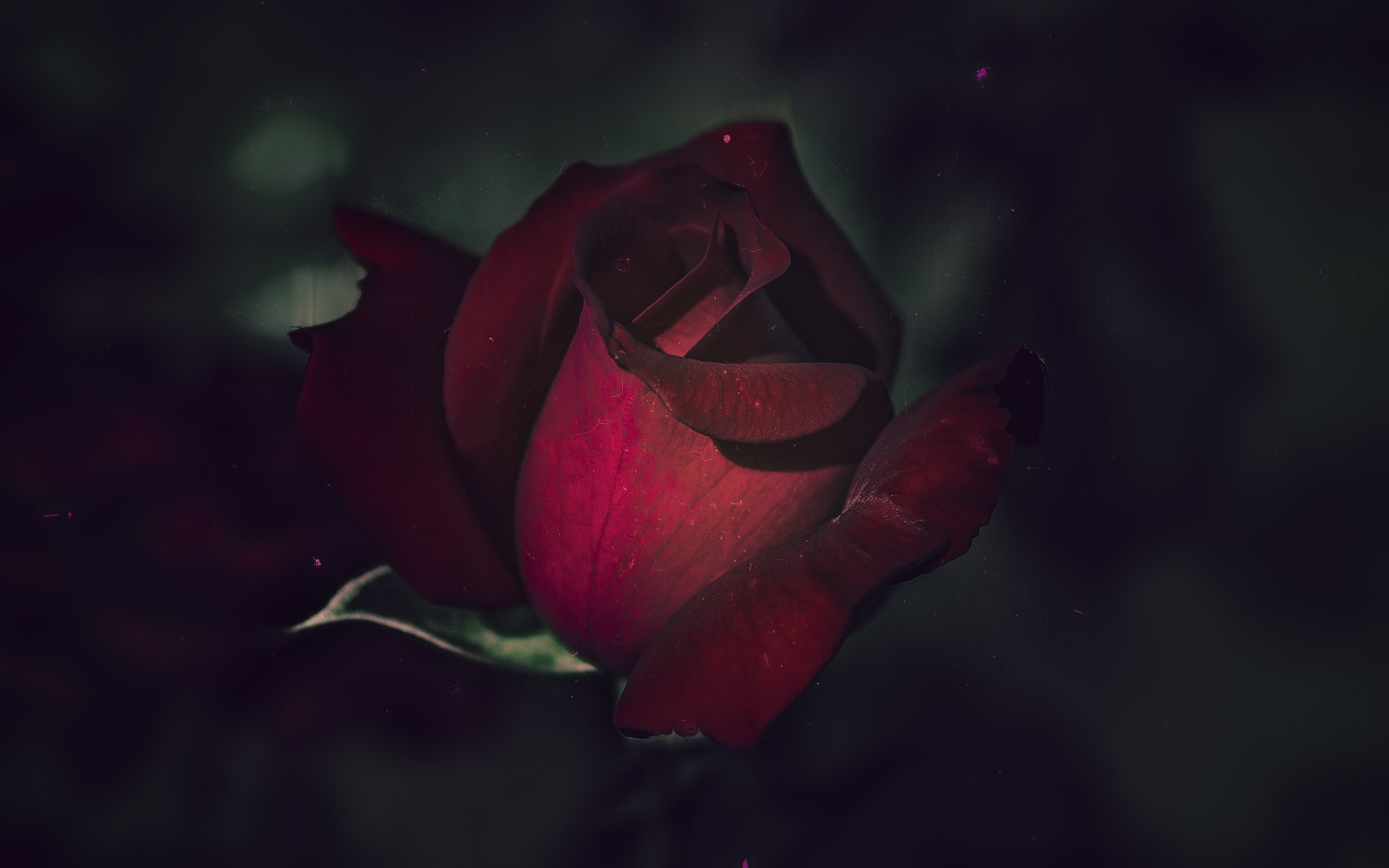 Бордово-красный цветок бесплатно