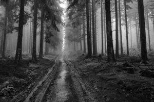nature, Forest, Trees, Path, Monochrome