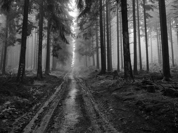 nature, Forest, Trees, Path, Monochrome HD Wallpaper Desktop Background