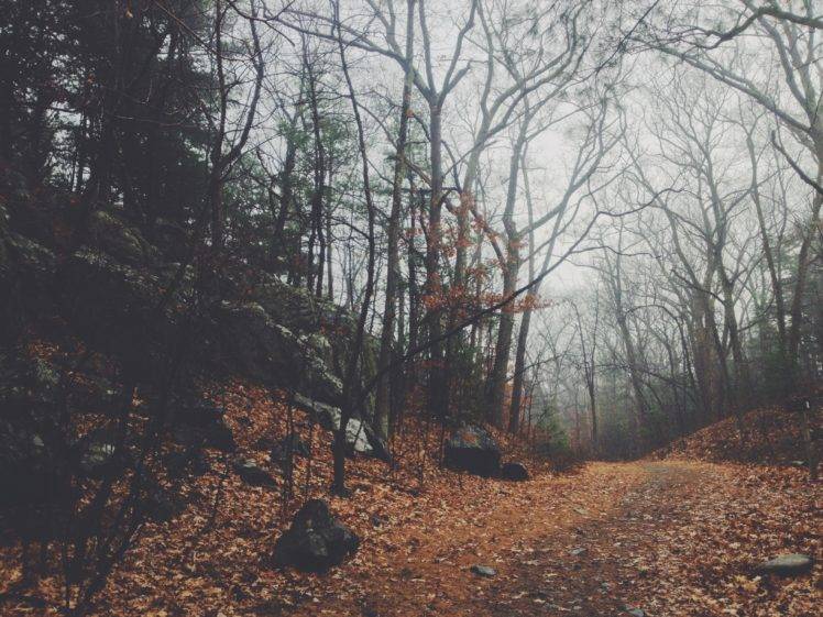 forest, Nature, Trees, Leaves, Path HD Wallpaper Desktop Background