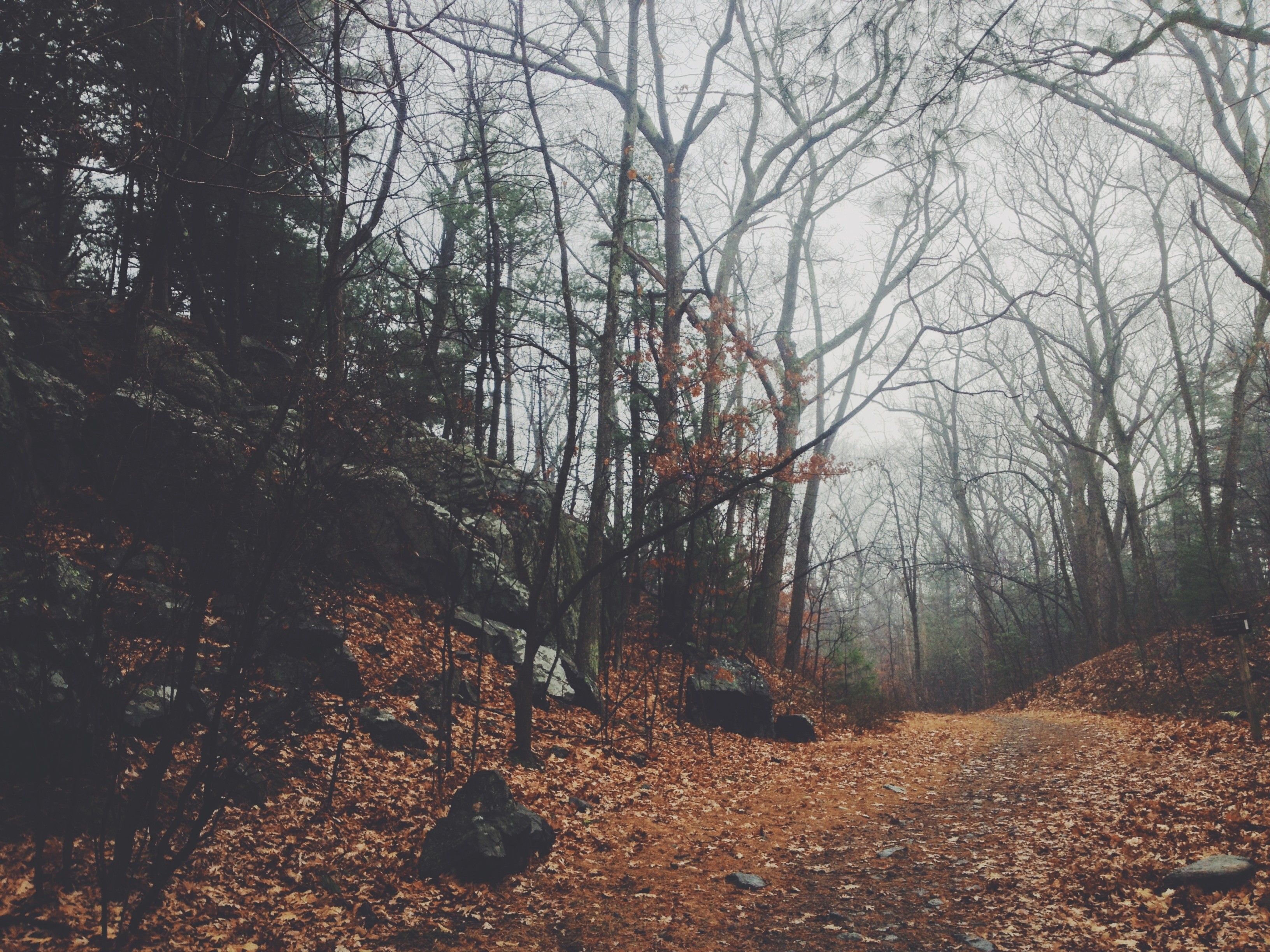 forest, Nature, Trees, Leaves, Path Wallpaper
