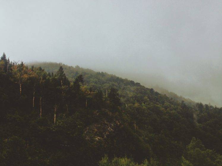 landscape, Nature, Trees, Forest, Mist HD Wallpaper Desktop Background