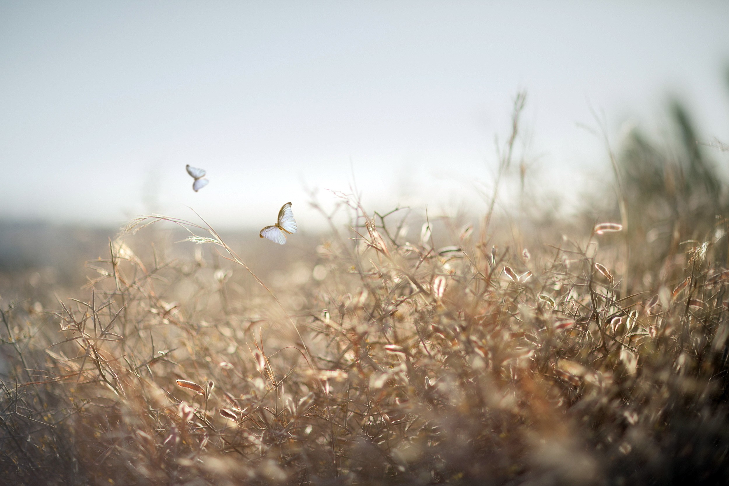 nature, Field, Butterfly, Insect Wallpaper