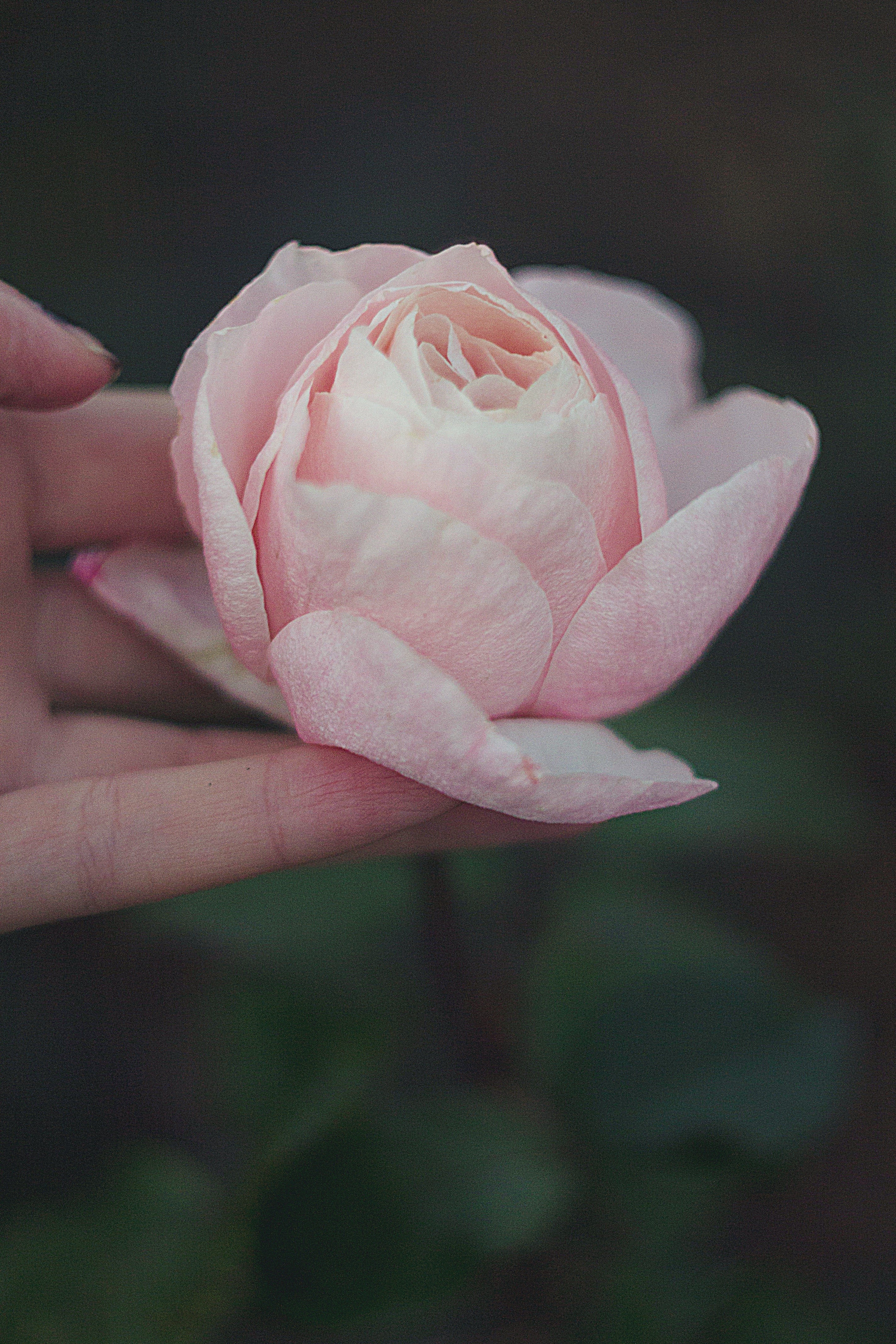 nature, Flowers Wallpaper