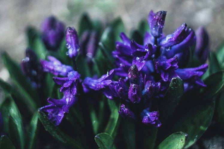 nature, Flowers, Closeup, Purple, Water drops HD Wallpaper Desktop Background
