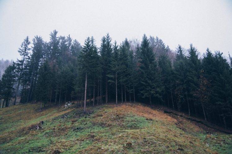 nature, Trees, Forest, Mist HD Wallpaper Desktop Background