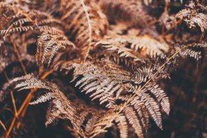 nature, Trees, Ferns, Depth of field