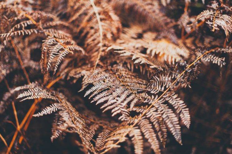 nature, Trees, Ferns, Depth of field HD Wallpaper Desktop Background
