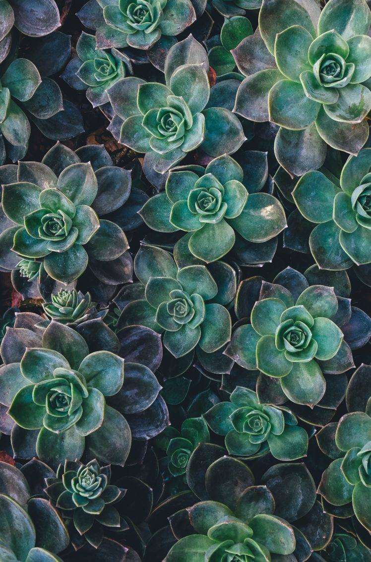 nature, Succulent, Plants HD Wallpaper Desktop Background