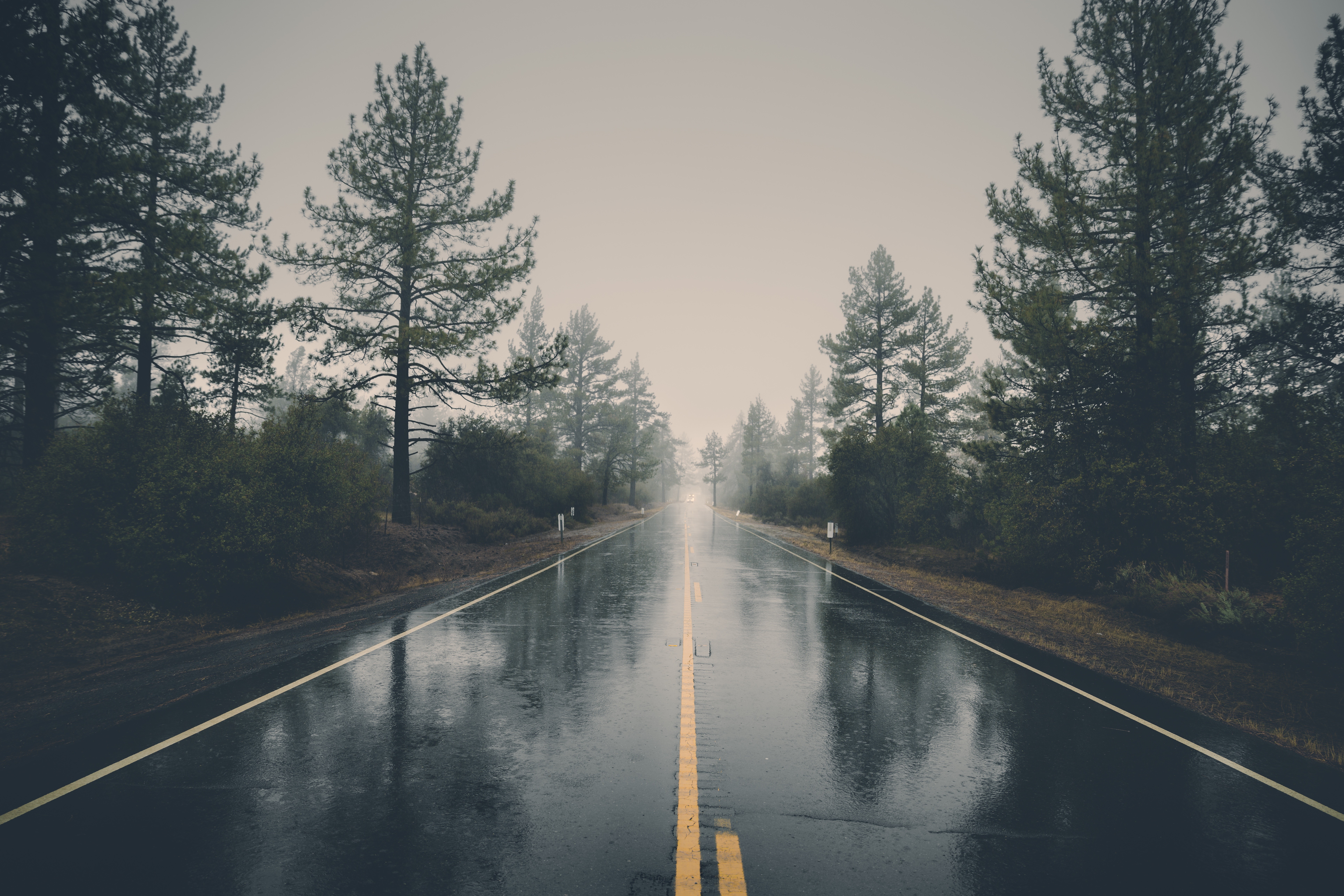 nature, Road, Trees, Reflection, Wet, Rain Wallpaper