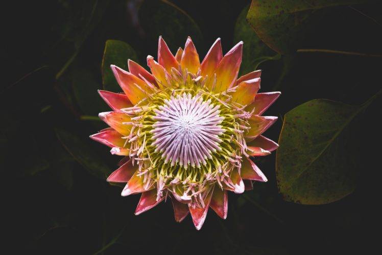 plants, Nature, Flowers HD Wallpaper Desktop Background