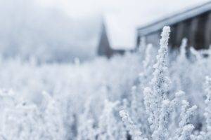 plants, Nature, Snow