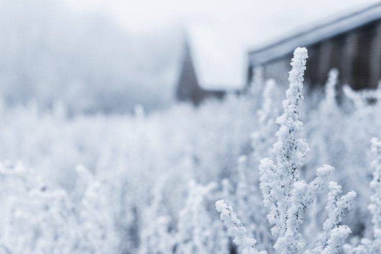 plants, Nature, Snow HD Wallpaper Desktop Background