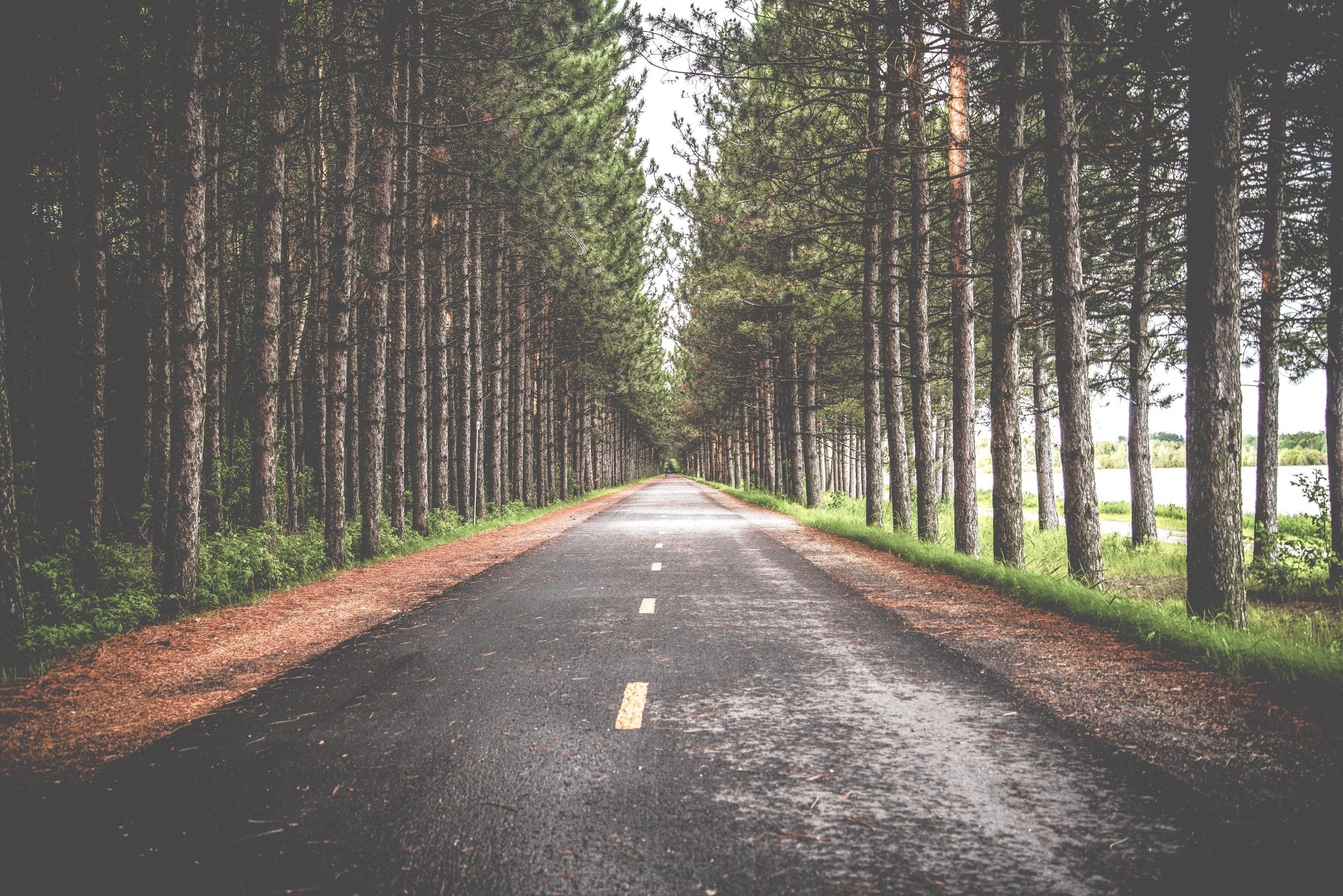 nature, Road, Trees, Forest Wallpaper