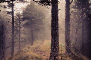 nature, Trees, Road, Depth of field, Mist, Grass, Path