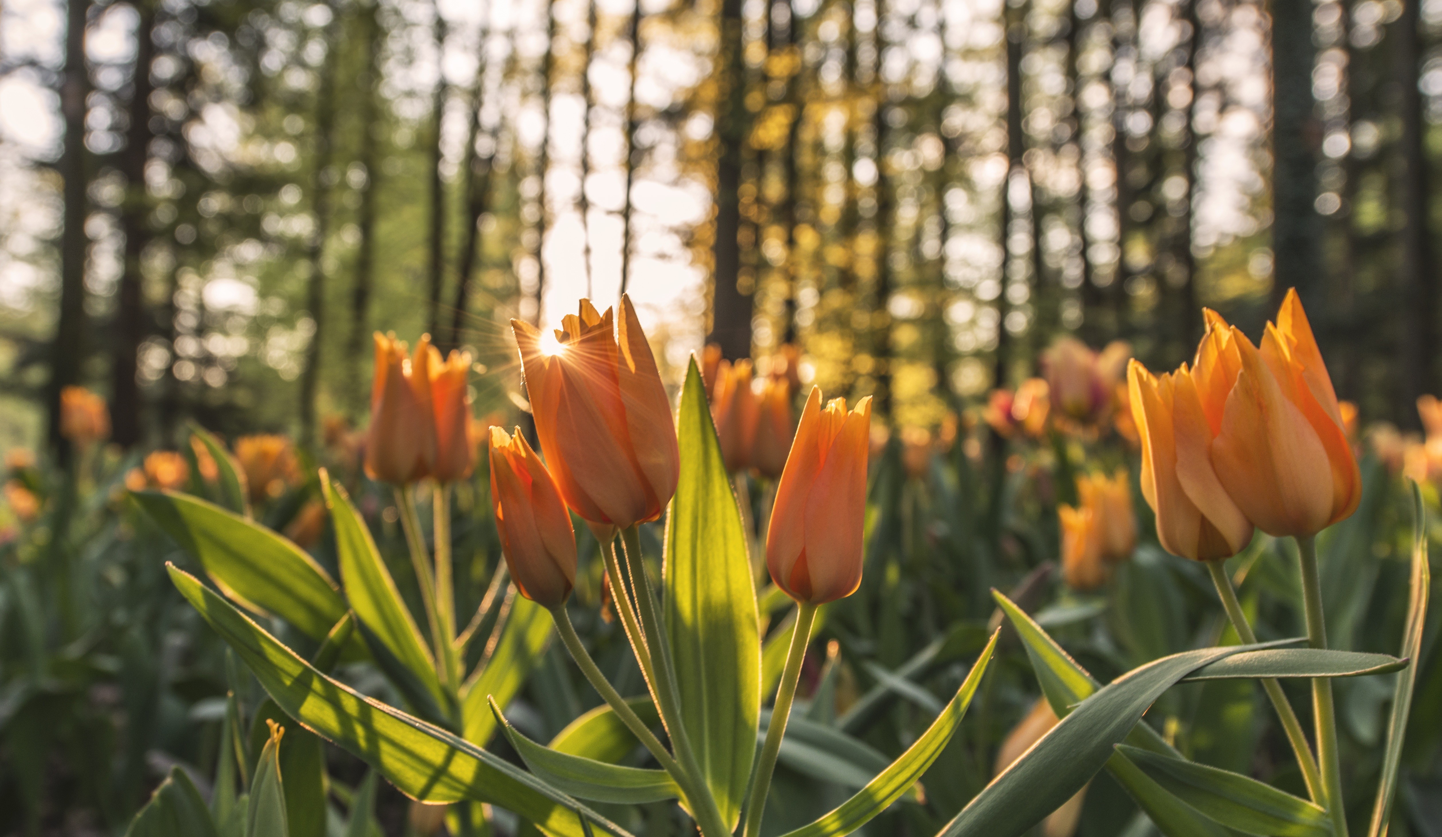 nature, Flowers, Trees, Sunlight, Flares, Tulips, Bokeh Wallpaper