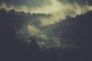 nature, Landscape, Trees, Mist, Forest