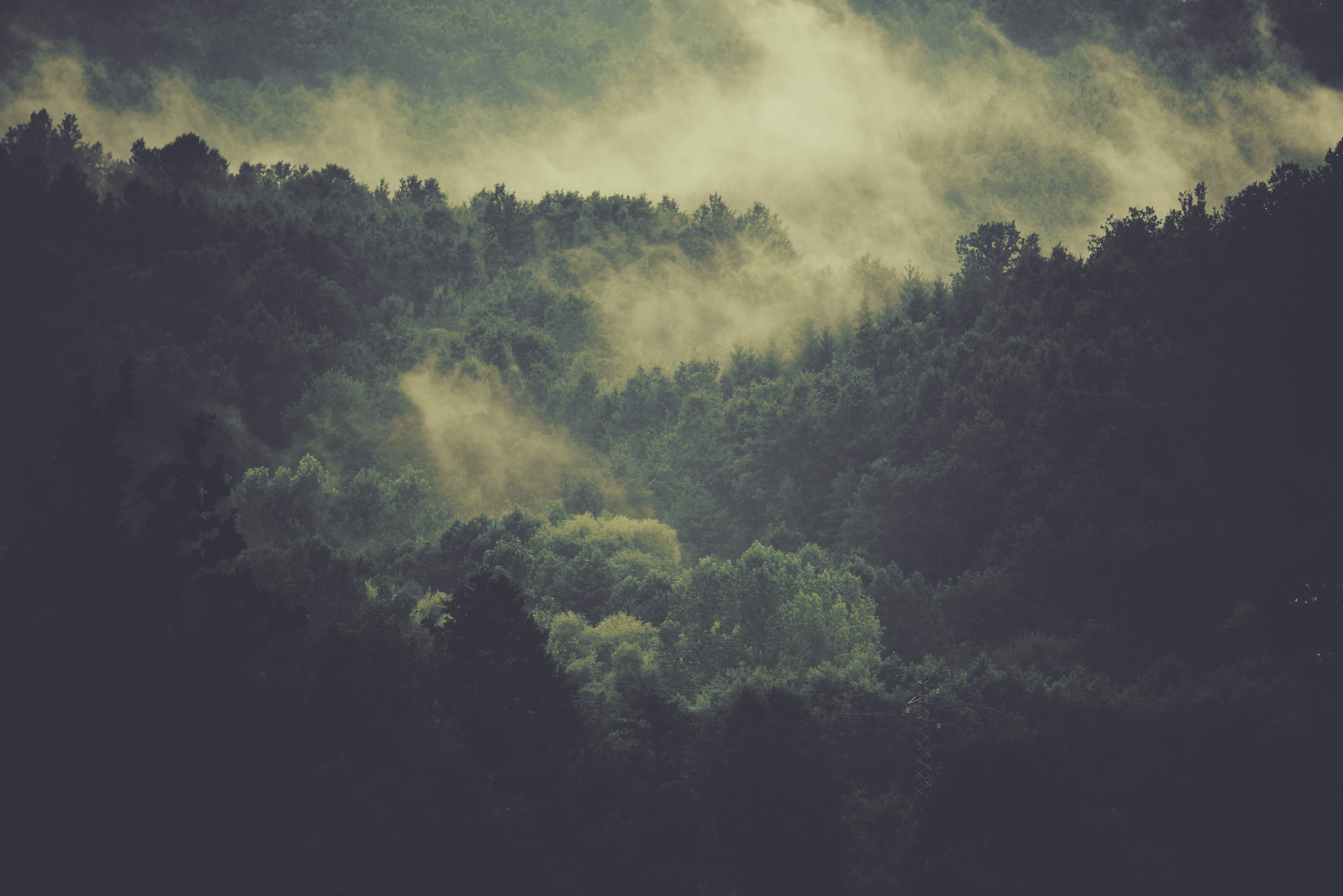 nature, Landscape, Trees, Mist, Forest Wallpaper