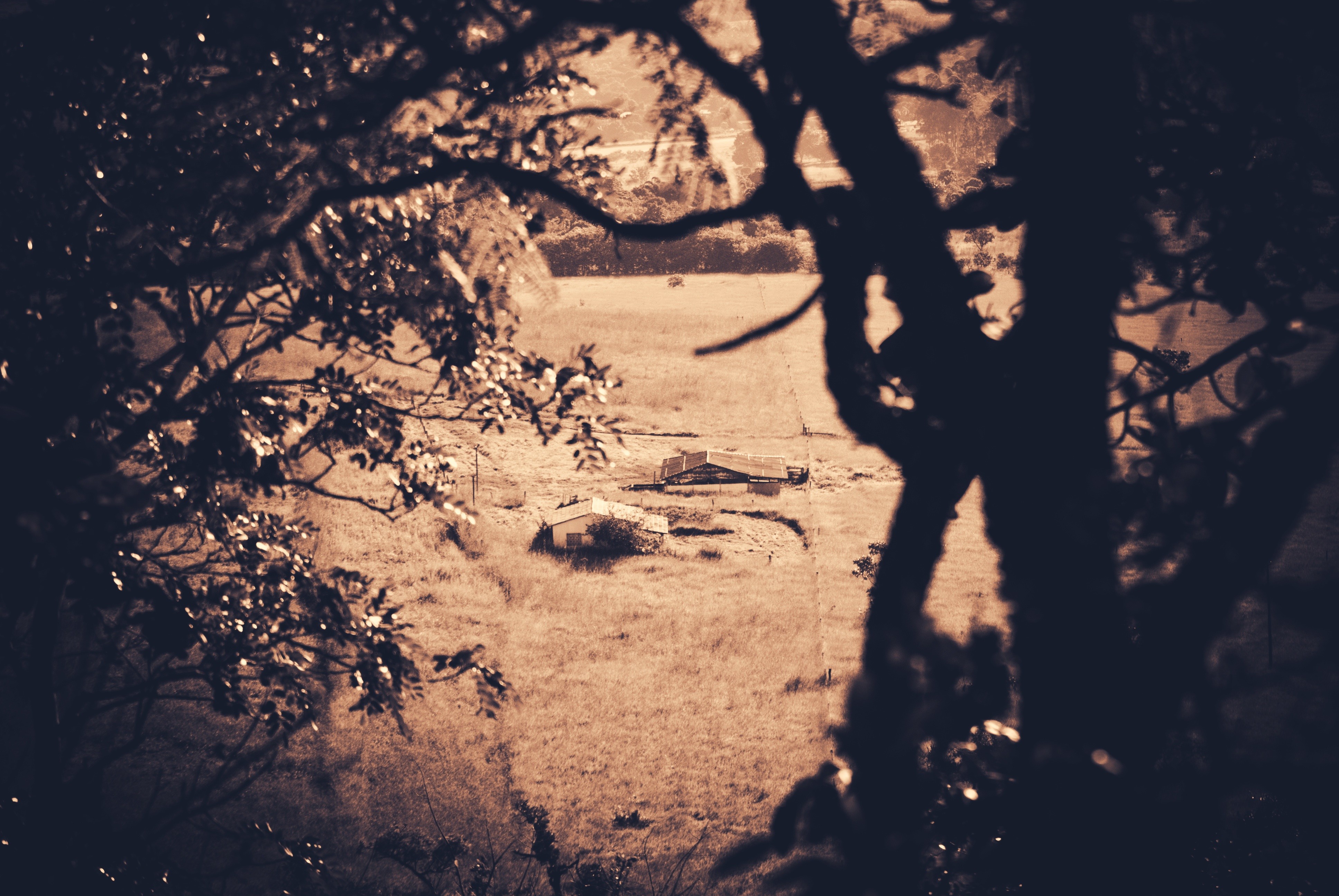 nature, Trees Wallpaper