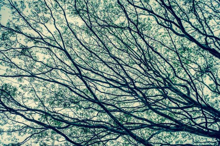 nature, Trees, Branch HD Wallpaper Desktop Background